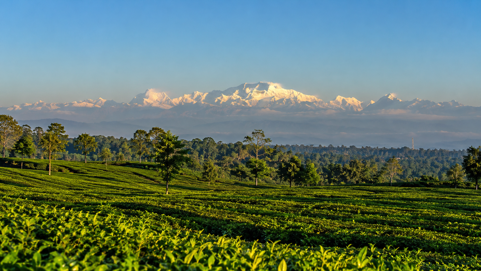 Kanchenjunga view from a tea garden in Panchagarh Bangladesh